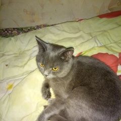 Подробнее об объявлении «Витебск Найден кот» Фото: найдена кошка  «Витебск Найден кот» в г. Витебск