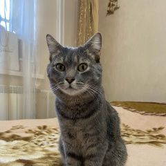 Подробнее об объявлении «Найдена кошка отдадим ласковую кошечку породистую Томск» Фото: найдена кошка Европейская короткошерстная «Найдена кошка отдадим ласковую кошечку...» в г. Томск