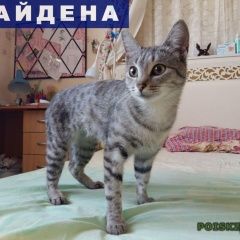 Подробнее об объявлении «Омск Найдена кошка» Фото: найдена кошка  «Омск Найдена кошка» в г. Омск