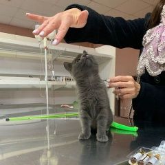 Подробнее об объявлении «Найдена кошка Ставрополь» Фото: найдена кошка  «Найдена кошка Ставрополь» в г. Ставрополь