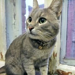 Подробнее об объявлении «Найден кот хозяева отзовитесь Санкт-Петербург» Фото: найдена кошка  «Найден кот хозяева отзовитесь Санкт-Петербург» в г. Санкт-Петербург