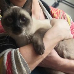 Подробнее об объявлении «Найдена кошка. кошка Санкт-Петербург» Фото: найдена кошка Сиамская кошка «Найдена кошка. кошка Санкт-Петербург» в г. Санкт-Петербург