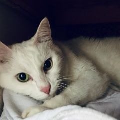Подробнее об объявлении «Найден кот белый домашний кот Сочи» Фото: найдена кошка  «Найден кот белый домашний кот Сочи» в г. Сочи