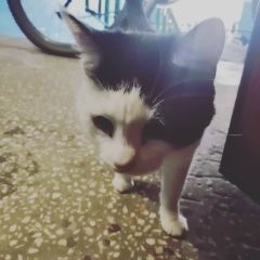Подробнее об объявлении «Найдена кошка Уфа» Фото: найдена кошка  «Найдена кошка Уфа» в г. Уфа