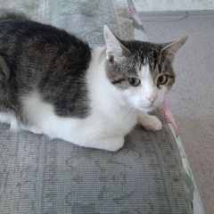 Подробнее об объявлении «Ульяновск Найден кот» Фото: найдена кошка  «Ульяновск Найден кот» в г. Ульяновск