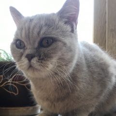 Подробнее об объявлении «Липецк Найдена кошка» Фото: найдена кошка Британская короткошерстная кошка «Липецк Найдена кошка» в г. Липецк