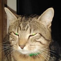 Подробнее об объявлении «Найден кот с зелёным ошейником Заокский» Фото: найдена кошка  «Найден кот с зелёным ошейником Заокский» в г. Заокский