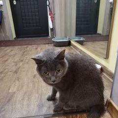 Подробнее об объявлении «Найден кот дымчатый британец Гатчина» Фото: найдена кошка Британская короткошерстная кошка «Найден кот дымчатый британец Гатчина» в г. Гатчина