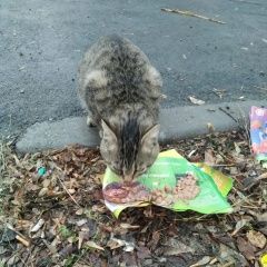 Подробнее об объявлении «Найден кот Первоуральск» Фото: найдена кошка  «Найден кот Первоуральск» в г. Первоуральск