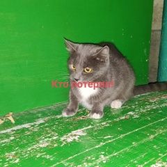 Картинка найдена кошка В городе Симферополь обнаружилась кошечька. Симферополь