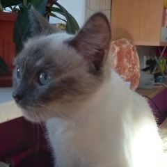 Подробнее об объявлении «Екатеринбург Найдена кошка» Фото: найдена кошка Сиамская кошка «Екатеринбург Найдена кошка» в г. Екатеринбург