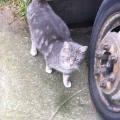 Подробнее об объявлении «Найден кот Санкт-Петербург» Фото: найдена кошка  «Найден кот Санкт-Петербург» в г. Санкт-Петербург