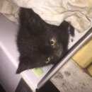 Подробнее об объявлении «Санкт-Петербург Найдена кошка найдёт котеночек» Фото: найдена кошка  «Санкт-Петербург Найдена кошка найдёт котеночек» в г. Санкт-Петербург