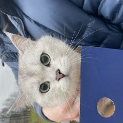 Подробнее об объявлении «Найдена кошка Санкт-Петербург» Фото: найдена кошка  «Найдена кошка Санкт-Петербург» в г. Санкт-Петербург