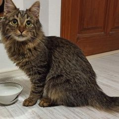 Подробнее об объявлении «Москва Найден кот» Фото: найдена кошка  «Москва Найден кот» в г. Москва