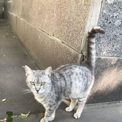Подробнее об объявлении «Москва Найдена кошка» Фото: найдена кошка  «Москва Найдена кошка» в г. Москва