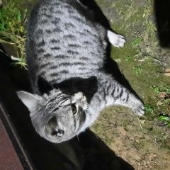 Подробнее об объявлении «Найдена кошка видимо, беременная Пущино» Фото: найдена кошка  «Найдена кошка видимо, беременная Пущино» в г. Пущино