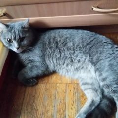 Подробнее об объявлении «Найден кот Долгопрудный» Фото: найдена кошка Британская короткошерстная кошка «Найден кот Долгопрудный» в г. Долгопрудный