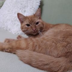 Подробнее об объявлении «Найдена кошка Гороховец» Фото: найдена кошка  «Найдена кошка Гороховец» в г. Гороховец