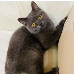 Подробнее об объявлении «Найдена кошка Ростов-на-Дону» Фото: найдена кошка Британская короткошерстная кошка «Найдена кошка Ростов-на-Дону» в г. Ростов-на-Дону