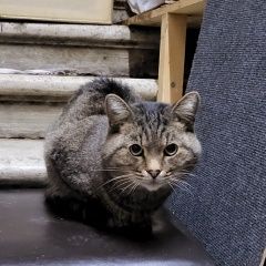 Подробнее об объявлении «Москва Найден кот» Фото: найдена кошка  «Москва Найден кот» в г. Москва