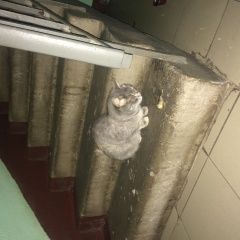 Подробнее об объявлении «Москва Найден кот серый кот» Фото: найдена кошка  «Москва Найден кот серый кот» в г. Москва