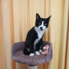 Подробнее об объявлении «Найден котенок Ставрополь» Фото: найдена кошка  «Найден котенок Ставрополь» в г. Ставрополь