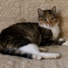 Подробнее об объявлении «Найдена кошка на карьере под причалом Лыткарино» Фото: найдена кошка Европейская короткошерстная «Найдена кошка на карьере под причалом Лыткарино» в г. Лыткарино