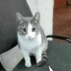 Подробнее об объявлении «Москва Найдена кошка на вокзале» Фото: найдена кошка  «Москва Найдена кошка на вокзале» в г. Москва