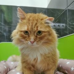 Подробнее об объявлении «Найден кот. рыжий пушистый молодой. Балашиха» Фото: найдена кошка  «Найден кот. рыжий пушистый молодой. Балашиха» в г. Балашиха