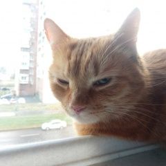 Подробнее об объявлении «Найден кот рыжий кот Санкт-Петербург» Фото: найдена кошка  «Найден кот рыжий кот Санкт-Петербург» в г. Санкт-Петербург