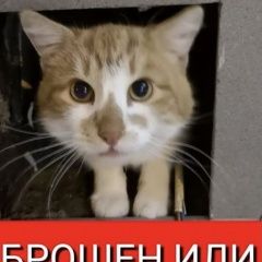 Подробнее об объявлении «Москва Найден кот рыжий кот» Фото: найдена кошка  «Москва Найден кот рыжий кот» в г. Москва