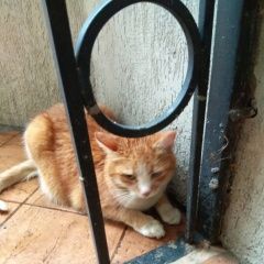 Подробнее об объявлении «Найдена кошка Санкт-Петербург» Фото: найдена кошка  «Найдена кошка Санкт-Петербург» в г. Санкт-Петербург