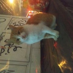 Подробнее об объявлении «Найден кот Ставрополь» Фото: найдена кошка  «Найден кот Ставрополь» в г. Ставрополь