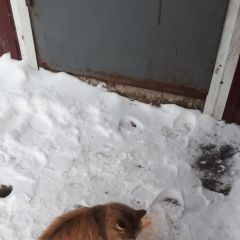 Подробнее об объявлении «Найдена кошка Комсомольск-на-Амуре» Фото: найдена кошка  «Найдена кошка Комсомольск-на-Амуре» в г. Комсомольск-на-Амуре