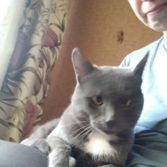 Подробнее об объявлении «Найдена кошка кот в стрессе, очень ласковый. Самара» Фото: найдена кошка Русская голубая кошка «Найдена кошка кот в стрессе, очень ласковый....» в г. Самара