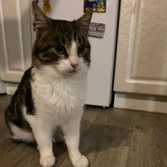 Подробнее об объявлении «Найден кот Кольчугино» Фото: найдена кошка  «Найден кот Кольчугино» в г. Кольчугино