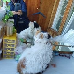 Подробнее об объявлении «Найдена кошка Ростов-на-Дону» Фото: найдена кошка  «Найдена кошка Ростов-на-Дону» в г. Ростов-на-Дону