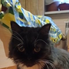 Подробнее об объявлении «Найдена кошка Санкт-Петербург» Фото: найдена кошка  «Найдена кошка Санкт-Петербург» в г. Санкт-Петербург