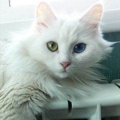 Подробнее об объявлении «Найдена кошка видно что домашняя Калуга» Фото: найдена кошка  «Найдена кошка видно что домашняя Калуга» в г. Калуга