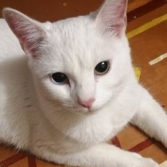 Подробнее об объявлении «Найдена кошка белая с разноцветными глазами Самара» Фото: найдена кошка  «Найдена кошка белая с разноцветными глазами Самара» в г. Самара