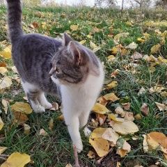 Подробнее об объявлении «Найдена кошка Буденновск» Фото: найдена кошка  «Найдена кошка Буденновск» в г. Буденновск