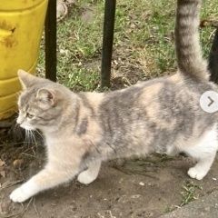 Подробнее об объявлении «Найдена кошка трёхцветная Серпухов» Фото: найдена кошка  «Найдена кошка трёхцветная Серпухов» в г. Серпухов