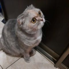 Подробнее об объявлении «Найдена кошка Санкт-Петербург» Фото: найдена кошка Британская длинношерстная кошка «Найдена кошка Санкт-Петербург» в г. Санкт-Петербург