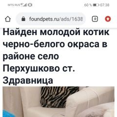 Подробнее об объявлении «Одинцово Найден кот молодой котик» Фото: найдена кошка  «Одинцово Найден кот молодой котик» в г. Одинцово