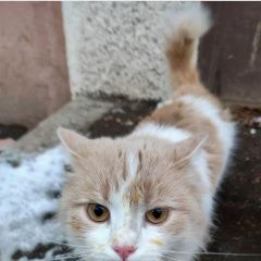 Подробнее об объявлении «Подольск Найдена кошка рыже-бедая» Фото: найдена кошка  «Подольск Найдена кошка рыже-бедая» в г. Подольск