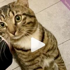 Подробнее об объявлении «Москва Найден кот полосатый» Фото: найдена кошка  «Москва Найден кот полосатый» в г. Москва