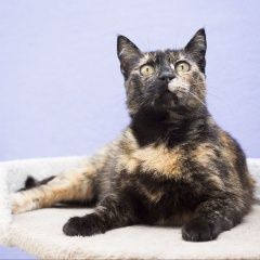 Подробнее об объявлении «Мариуполь Найдена кошка» Фото: найдена кошка  «Мариуполь Найдена кошка» в г. Мариуполь