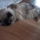 Подробнее об объявлении «Москва Найдена кошка» Фото: найдена кошка Невская маскарадная «Москва Найдена кошка» в г. Москва