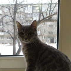 Подробнее об объявлении «Екатеринбург Найдена кошка кошечка, 5 марта, район уктус.» Фото: найдена кошка  «Екатеринбург Найдена кошка кошечка, 5 марта,...» в г. Екатеринбург